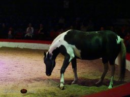 Circus YAKARI Show am 04.10.2024